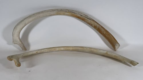 Whale Ribs from a City Island New York Museum