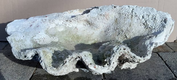 Giant Sea Shell from the South Pacific TRIDACNA GIGAS