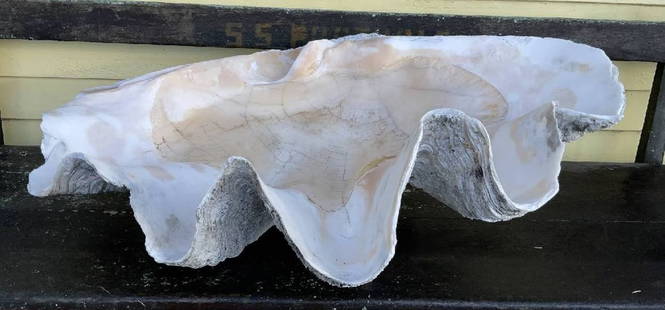 Three-foot Giant Clam Shell Tridacna Gigas 166 lbs: Thirty-nine inch South Seas clamshell. This one is enormous. 39 inches wide by 26 inches deep. In very good condition. Tridacna gigas are the largest living bivalve Mollusks. This specimen weighs a he