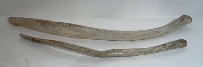 Grey Whale Ribs from the North River Museum of City Island New York