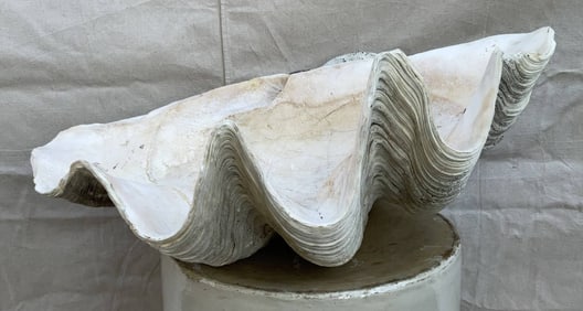 Tridacna Gigas Giant Clam Shell