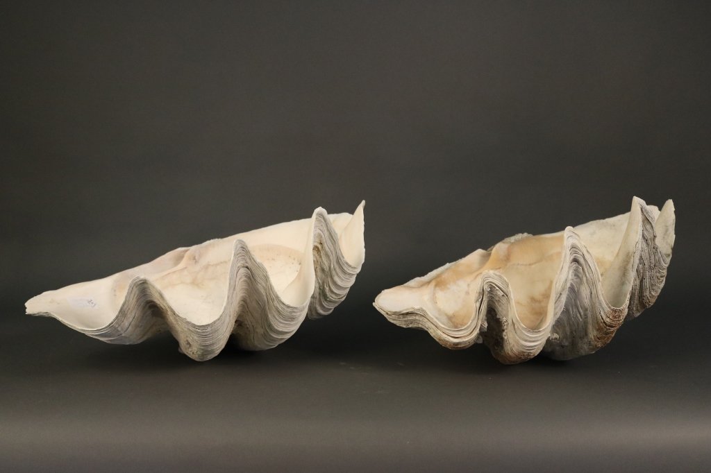 Pair of Tricandas Gigantus clamshells (1 of 3)