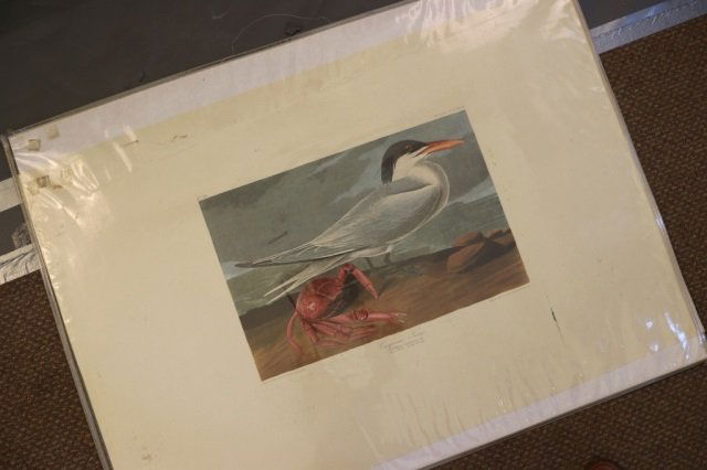 Audubon Print Plate CCLXXIII,copy: Audubon lithograph of the Cayenne Fern from 1835. Dimensions: 25.5" H x 37" L *This lot is part of a maritime antique auction of ship models, nautical relics, marine paintings, boat parts, yachting co