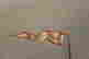 item-48862735=9