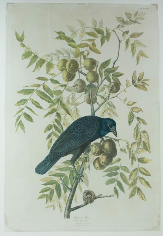 After John James Audubon, Bien Edition, 1860: American Crow, Male, chromolithograph on wove paper, Plate 225 from (The Birds of America), John James Audubon (New York, 1785-1851), lithography by Julius Bien, 1860, double elephant folio edition; p