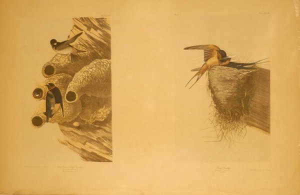 c. 1860 Audubon Print, Bien Edition c. 1860 Audubon: c. 1860 Audubon Print, Bien Edition c. 1860 Audubon chromolithograph, Bien edition, "Republican or Cliff Swallow" and "Barn Swallow"; plate 48 from The Birds of America, after John James Audubon (Am. 