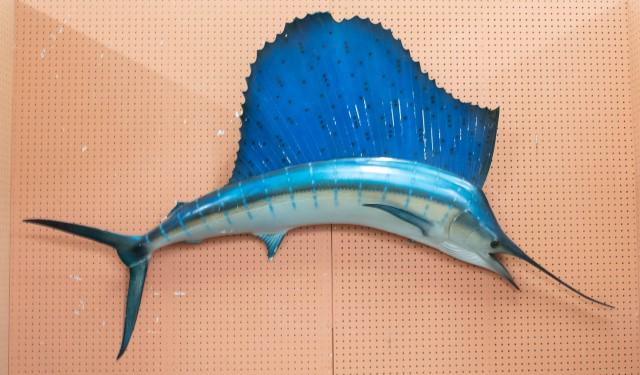 Taxidermy Sailfish Full-Body Mount (1 of 5)