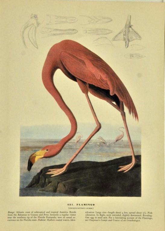 Appox. 60 Bird Prints aft. Audubon, Fuertes, etc.: Approximately 45 bird prints, mostly after John James Audubon, 9" x 12 1/2"; 12 bird prints from the American Wildlife Institute after the works of Louis Agassiz Fuertes, most 12" x 14", some with sta