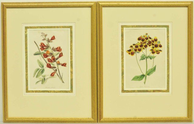 Two 19th C. Hand Colored Botanical Lithographs: "Jupiter Calceolaria" and "Kennedia splendens", from Joseph Paxton's [Paxton's Magazine of Botany and Register of Flowering Plants], London, 1834-1838, by F. W. Smith; matted and under glass in wood f