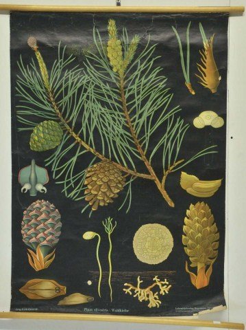 4 Posters, Denoyer-Geppert Botanicals & Weber: 1. A group of three linen-backed color botanical poster charts (Field Horsetail, Scotch Fir, Rye), from [Charts for the Study of the Life Sciences]; printed in Germany, 1961; 32 1/2"W, 44"H; creases, 
