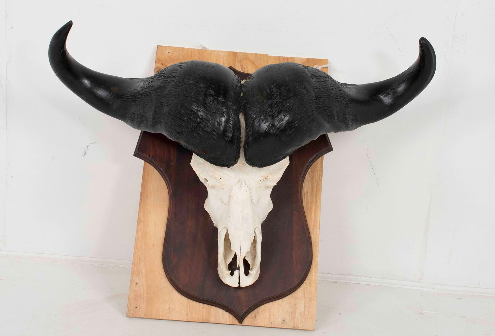 Water Buffalo Wall Mount Head Trophy (1 of 12)