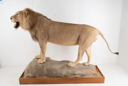 African Lion Full Body Taxidermy Mount