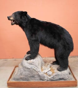 Black Bear Full Body Taxidermy Mount