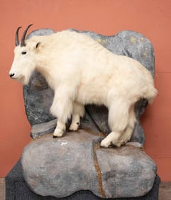 Mountain Goat Full Body Taxidermy Mount