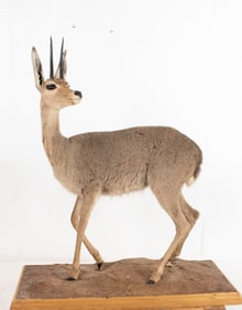 Steenbok Full Size Taxidermy