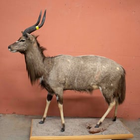 Nyala Full Body Taxidermy