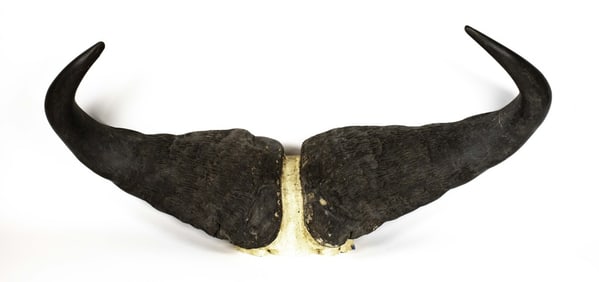 Water Buffalo Horns