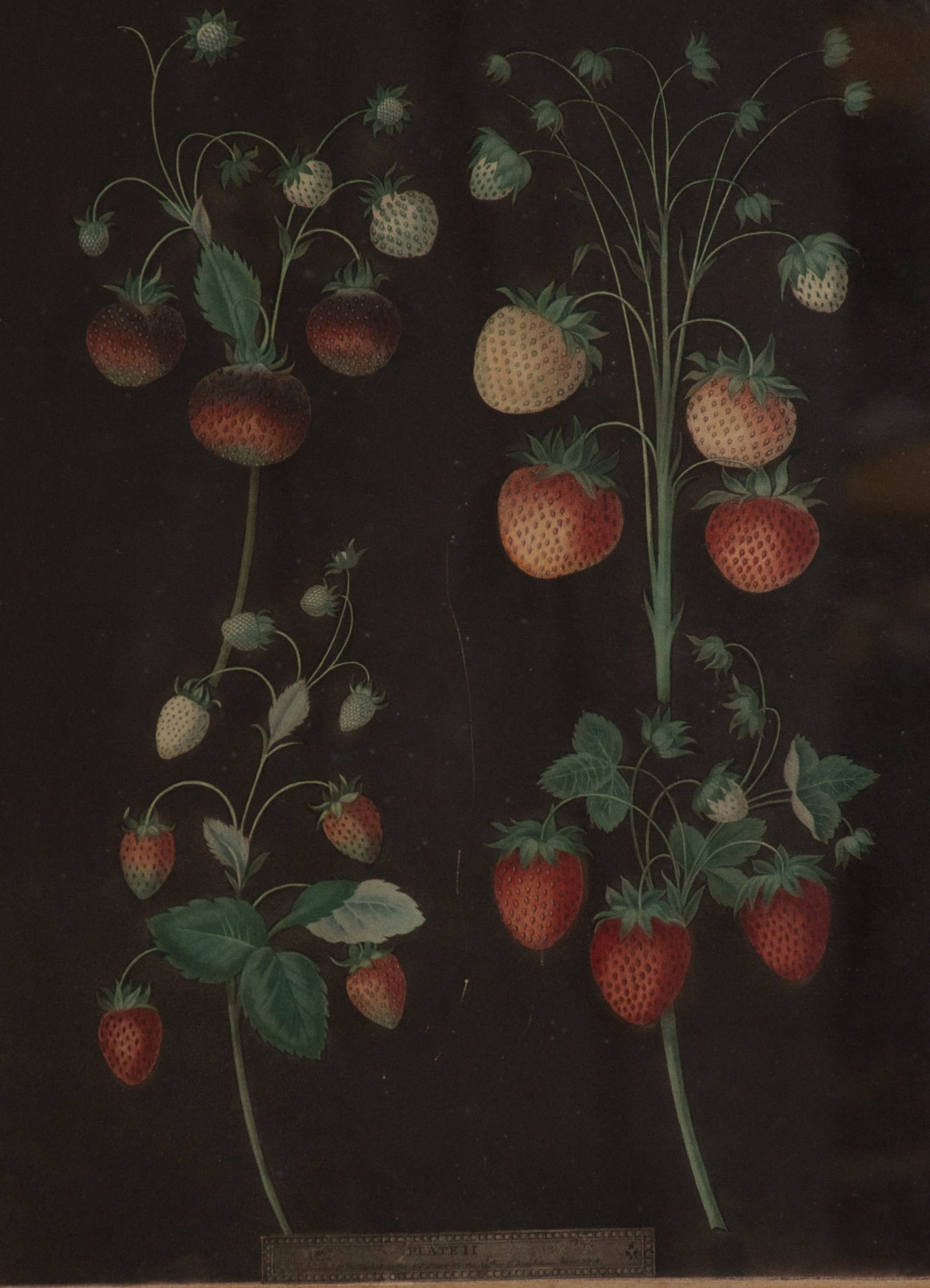 George Brookshaw (1751-1823) - 2