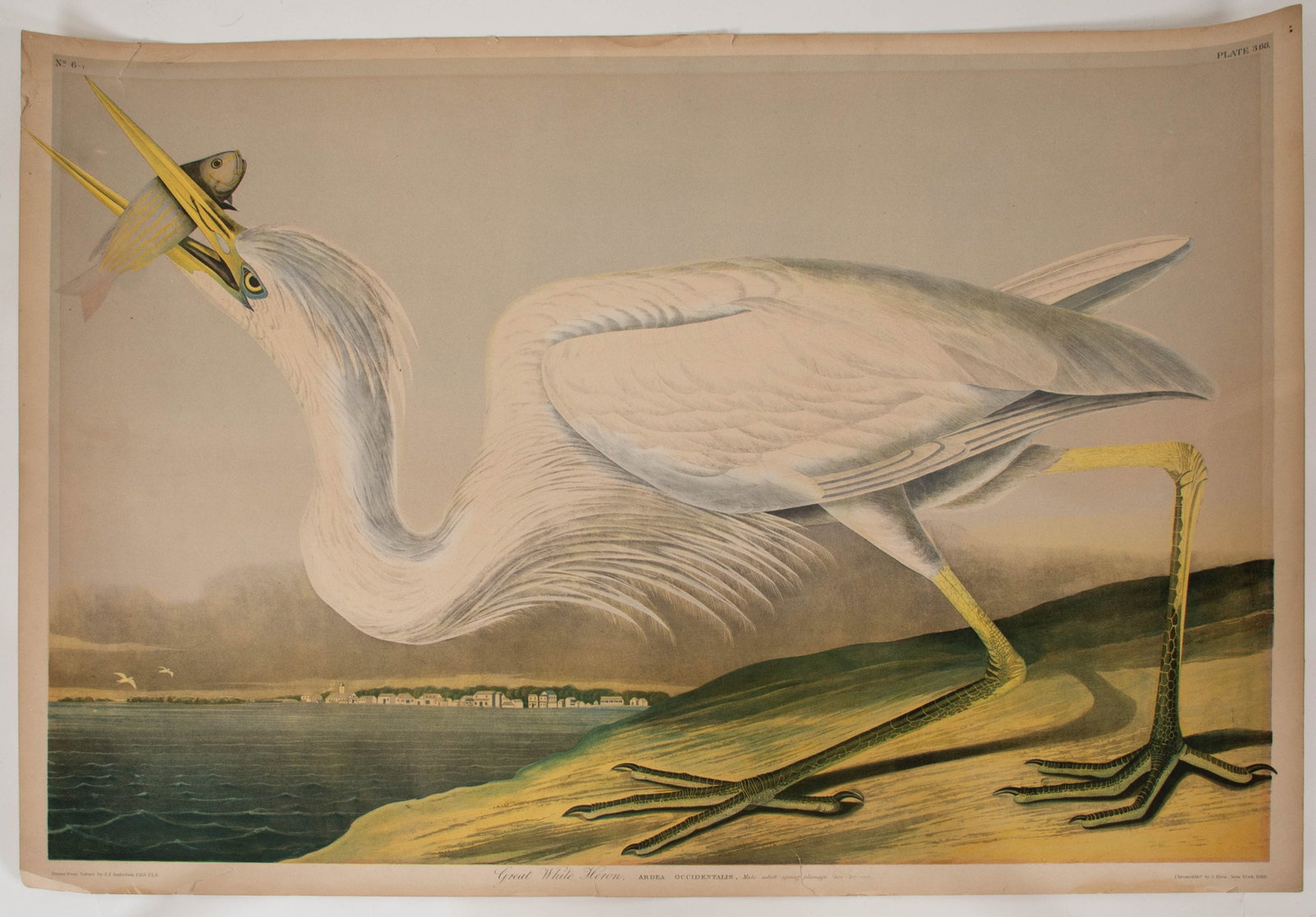 John James Audubon, Bien Ed., Great White Heron: Qualifies for in-house shipping---After John James Audubon (New York, 1785-1851), "Great White Heron" chromolithograph on paper from Audubon's Birds of America, Bien edition, Plate 368, No. 6-1,