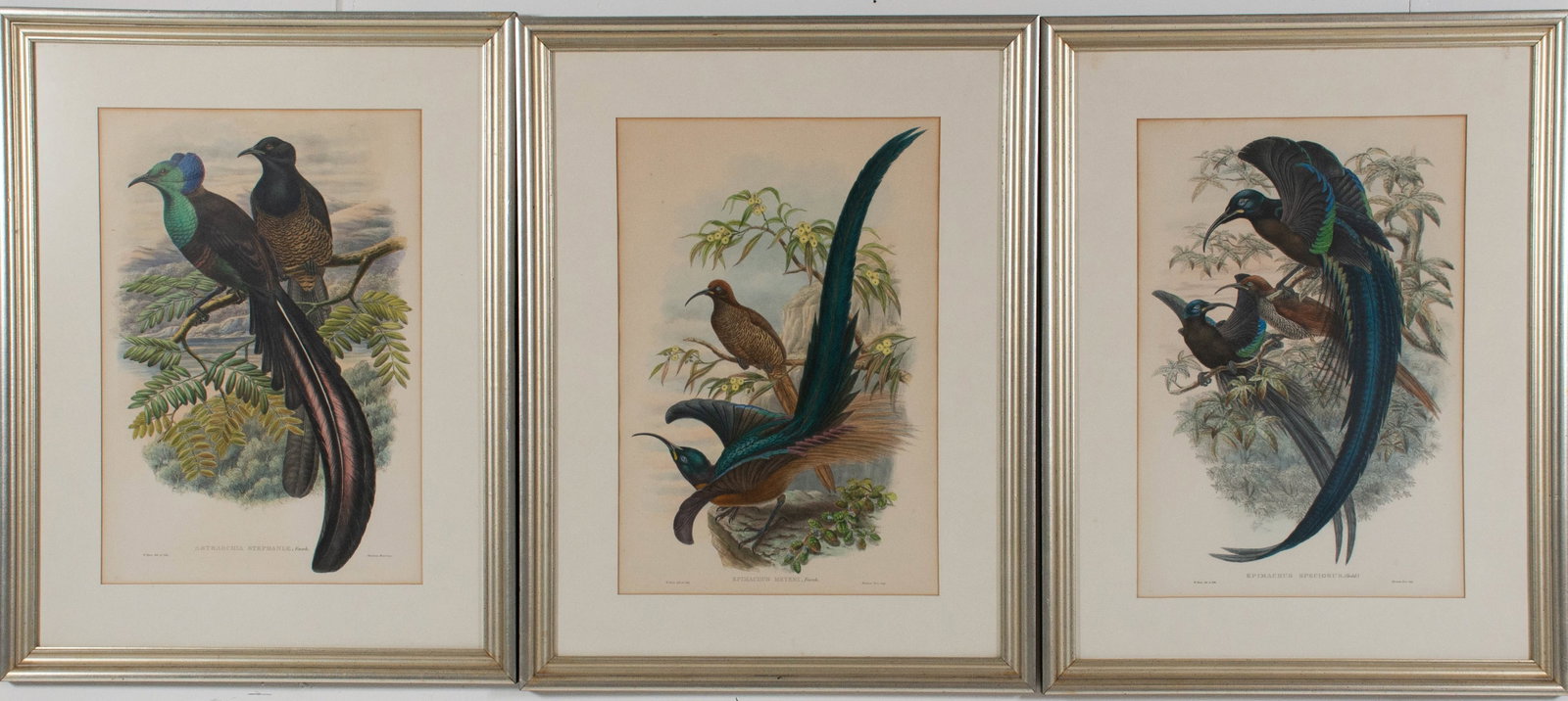 3 Hand Colored Birds of Paradise Lithographs (1 of 10)