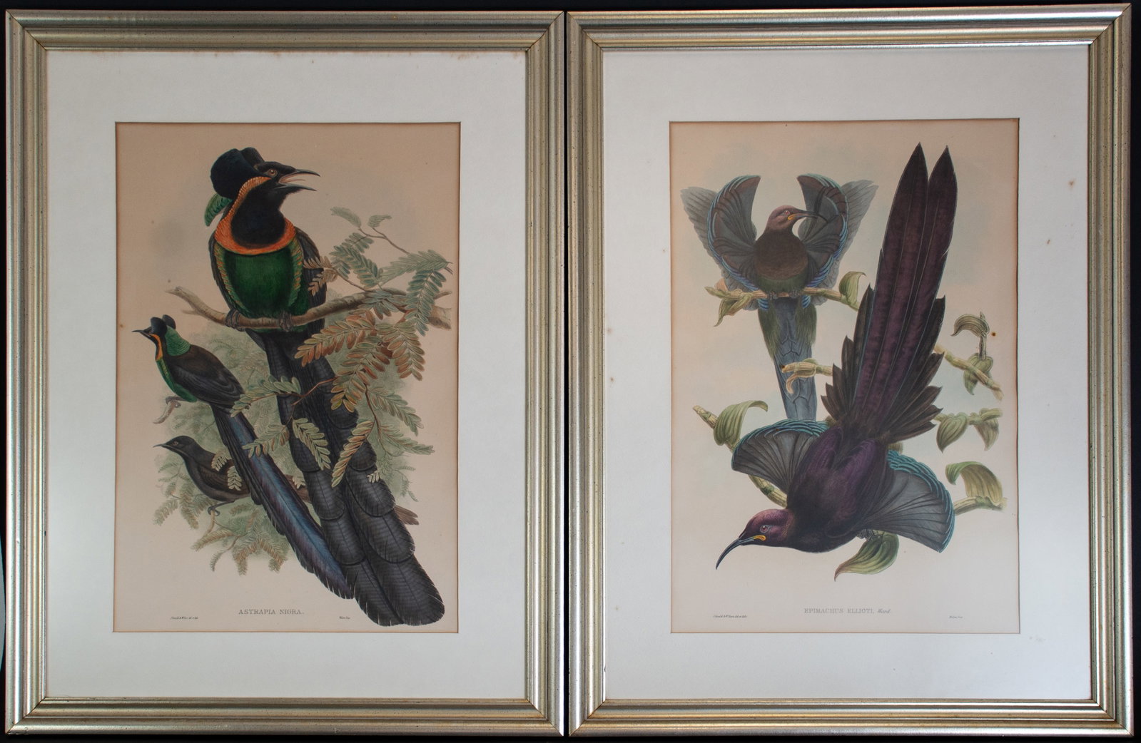 Pr Hand Colored Birds of Paradise Lithographs (1 of 9)