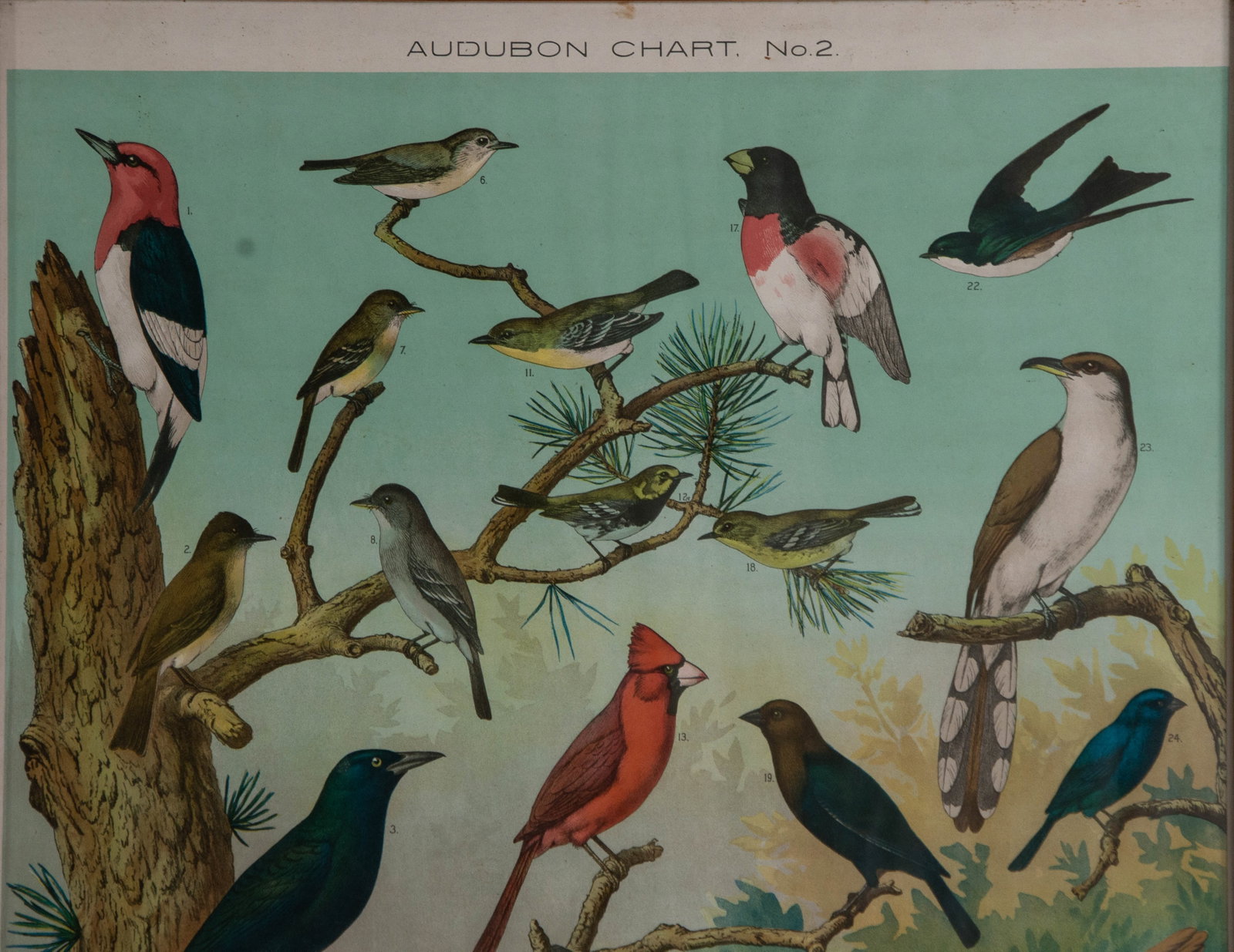 Audubon Bird Chart Antique Poster - 2