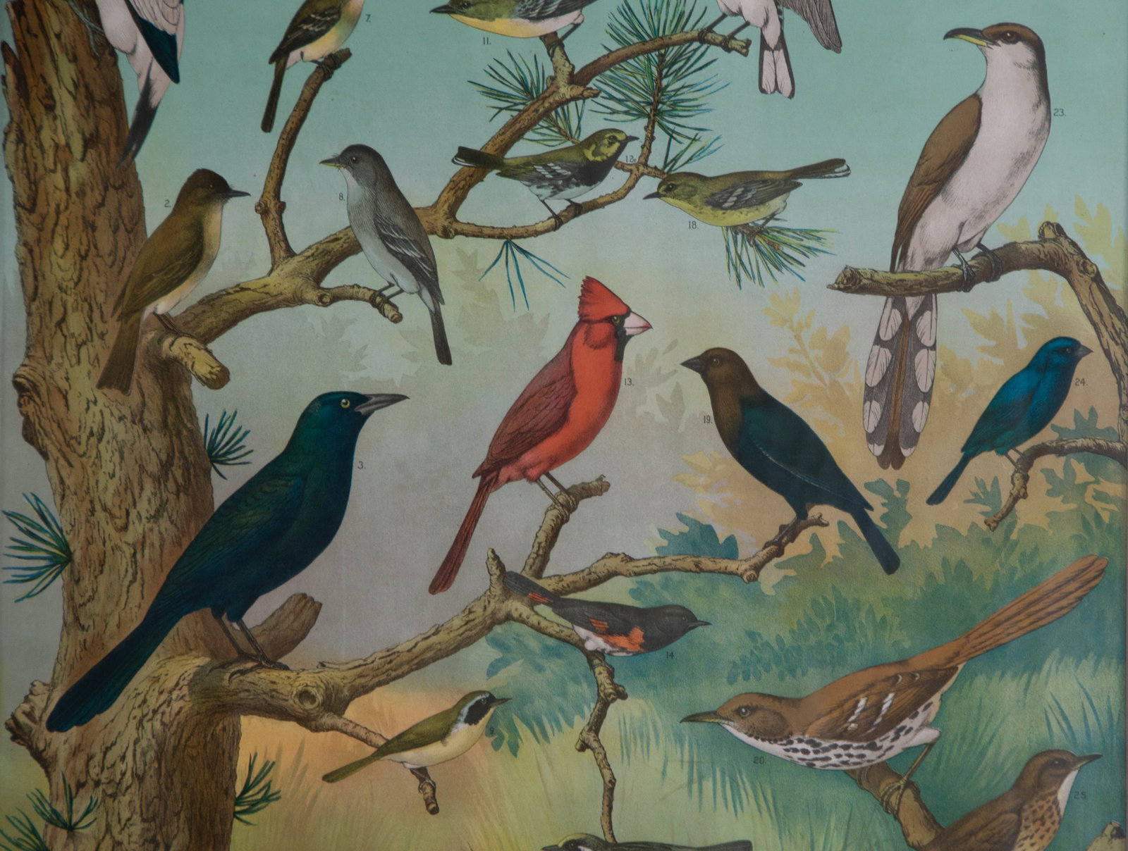 Audubon Bird Chart Antique Poster - 3