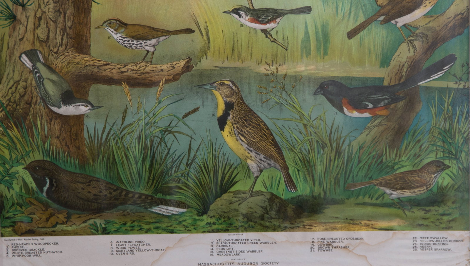 Audubon Bird Chart Antique Poster - 4