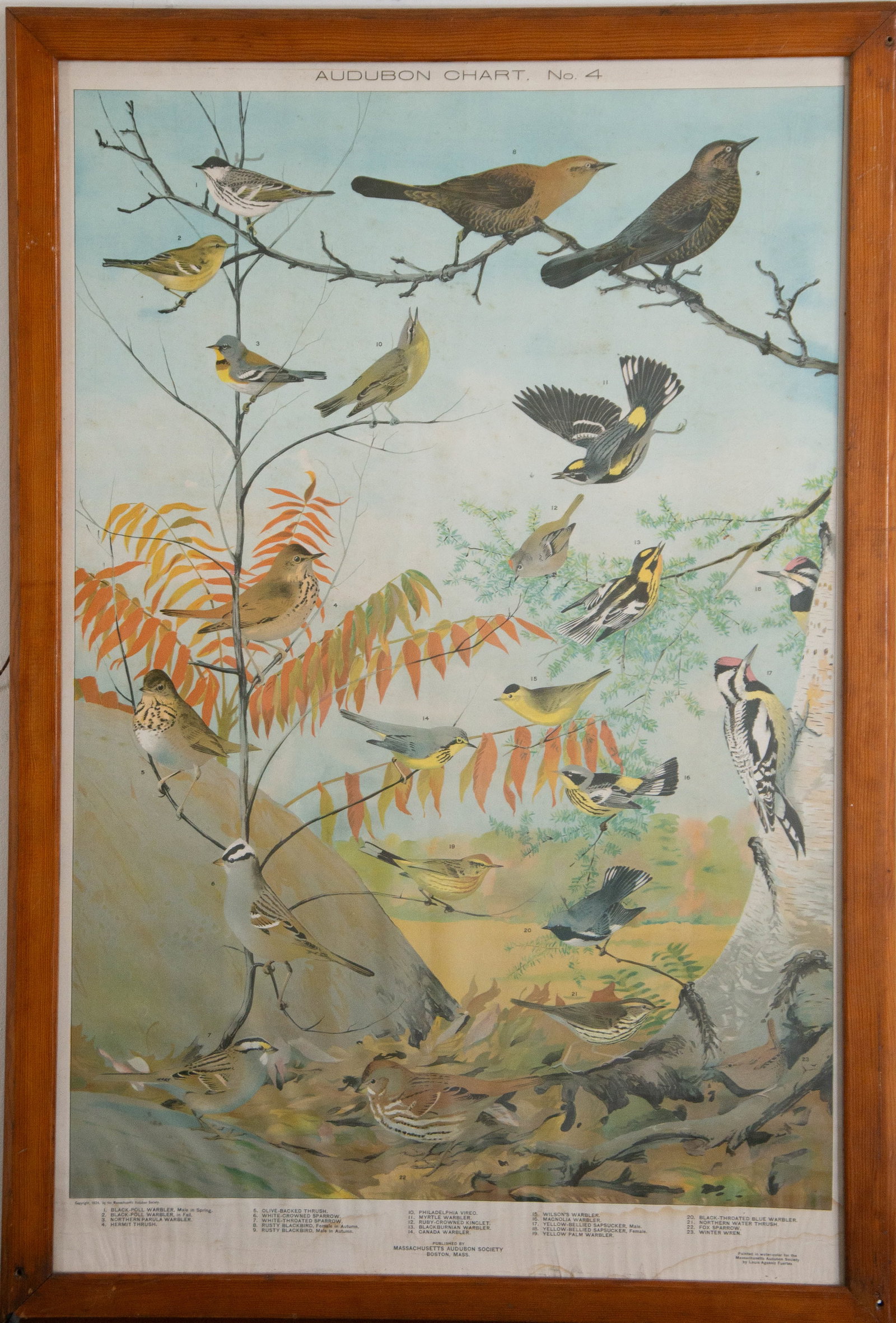 Audubon Bird Chart Poster, Louis Agassiz Fuertes: ? 1924, "Audubon Chart No. 4", vintage educational wall poster to teach bird identification, painted in watercolor for the Massachusetts Audubon Society by Louis Agassiz Fuertes, published by the
