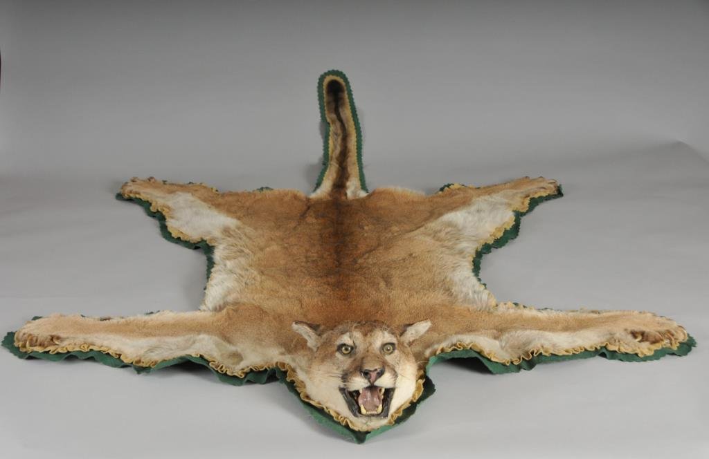 Taxidermy Mountain Lion Skin Rug