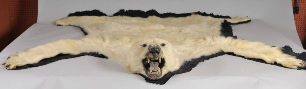 Taxidermy Polar Bear Skin Rug: Approx. 81"W x 87"L, with cloth backing (Ref. 204)