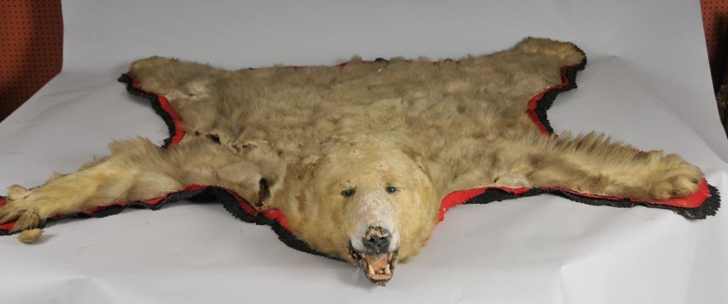 Taxidermy Polar Bear Skin Rug: Soiled, with tears and losses