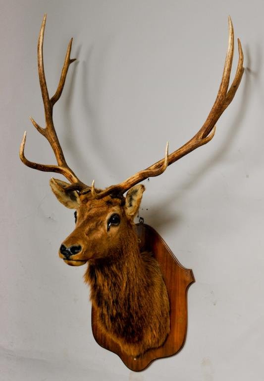 12-Point Taxidermy Elk Head: Mounted on shield form wooden wall plaque; approx. 65"H, 33"D, 36"W; good condition (Ref. 353)