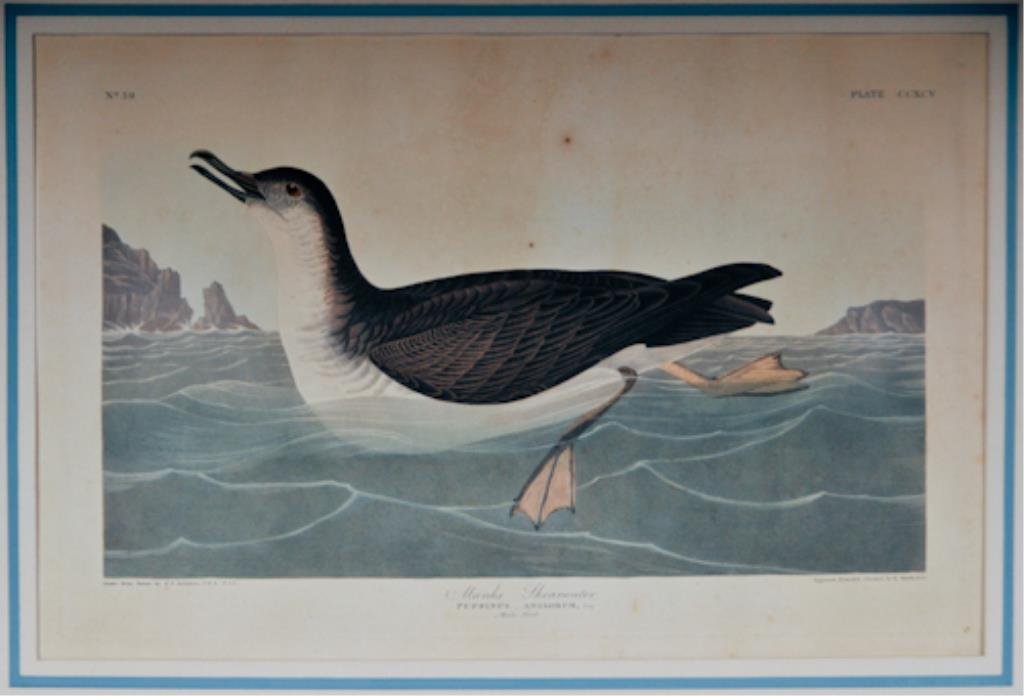 1836 Havell Edition Audubon Print: "Manks Shearwater / Puffinus Angbrum", plate CCXCV, No. 59, Havell edition with 1836 J. Whatman watermark, from [The Birds of America] after John James Audubon (New York, 1785-1851), engraving and aqu