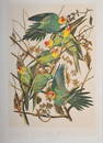 Carolina Parrot, Bien Edition, John James Audubon