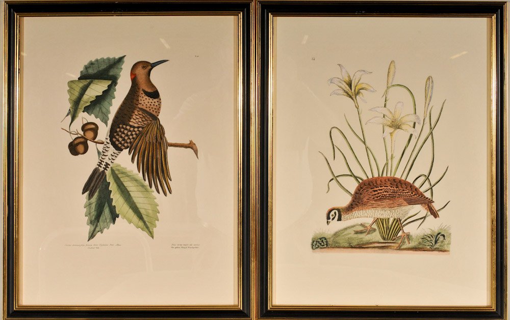 Pair of Prints after Mark Catesby: Pair of framed prints after the 18th century originals by Mark Catesby (British, 1682-1749); "The Golden Wing'd Woodpecker" and the American partridge, late 20th century, under glass in black and gilt