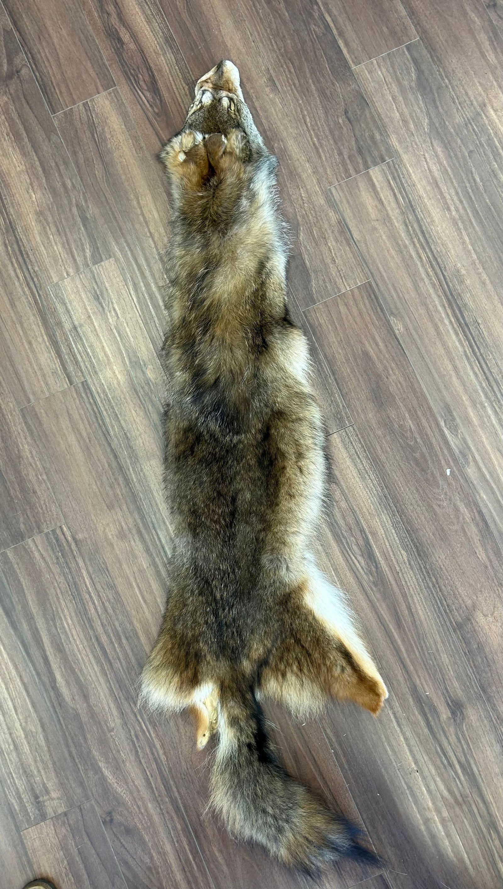 COYOTE PELT, #1 GRADE (1 of 3)