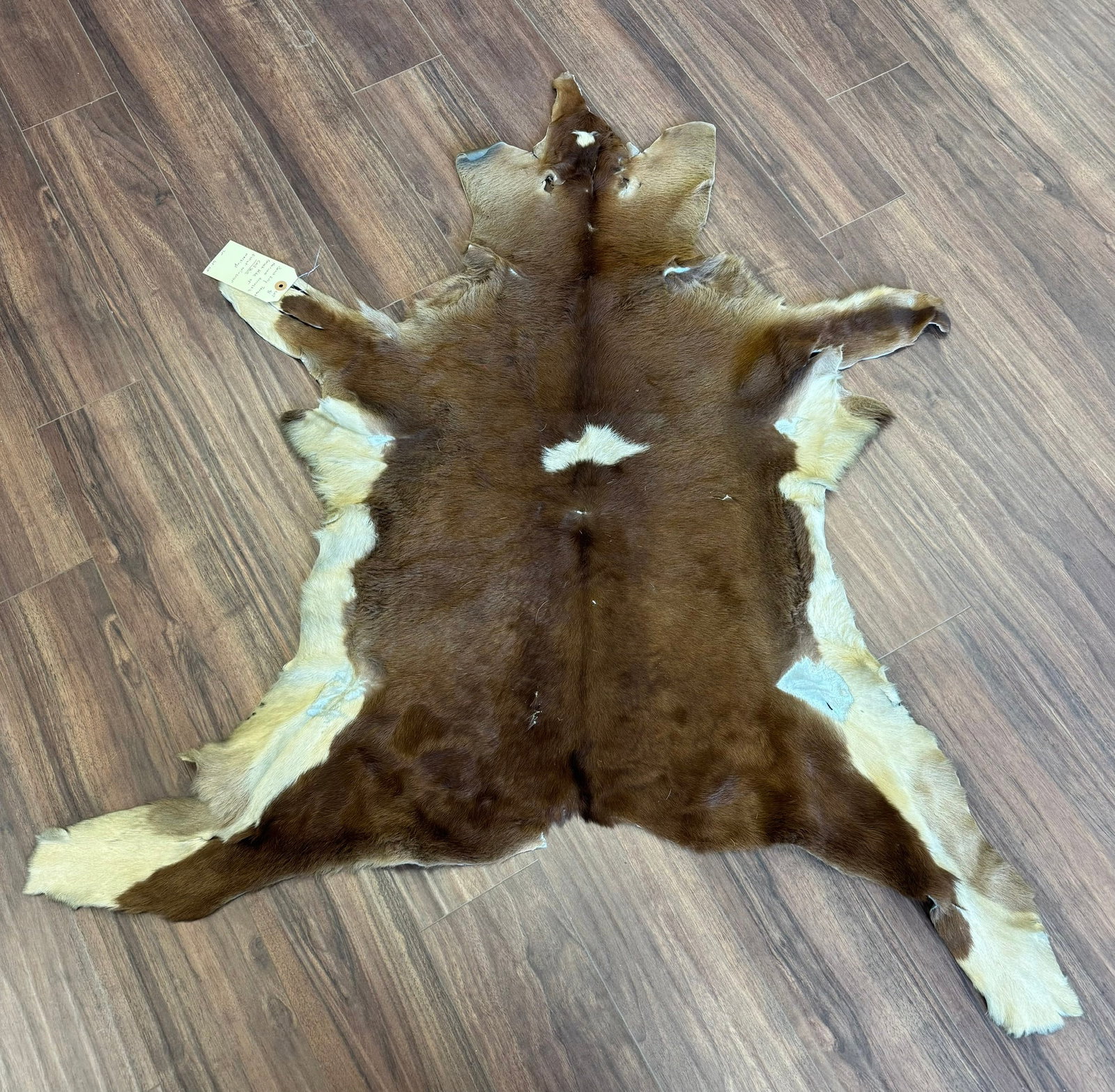 DOMESTIC GOAT/ CALFSKIN HIDE: BEAUTIFULLY TANNED, HAIR-ON DOMESTIC GOAT OR CALFSKIN.DISTICT TRI-COLOR MARKINGSCONDITION-FAIR PROVENANCE: ESTATE OF DOUG DIVISH NORTH EAST OHIO