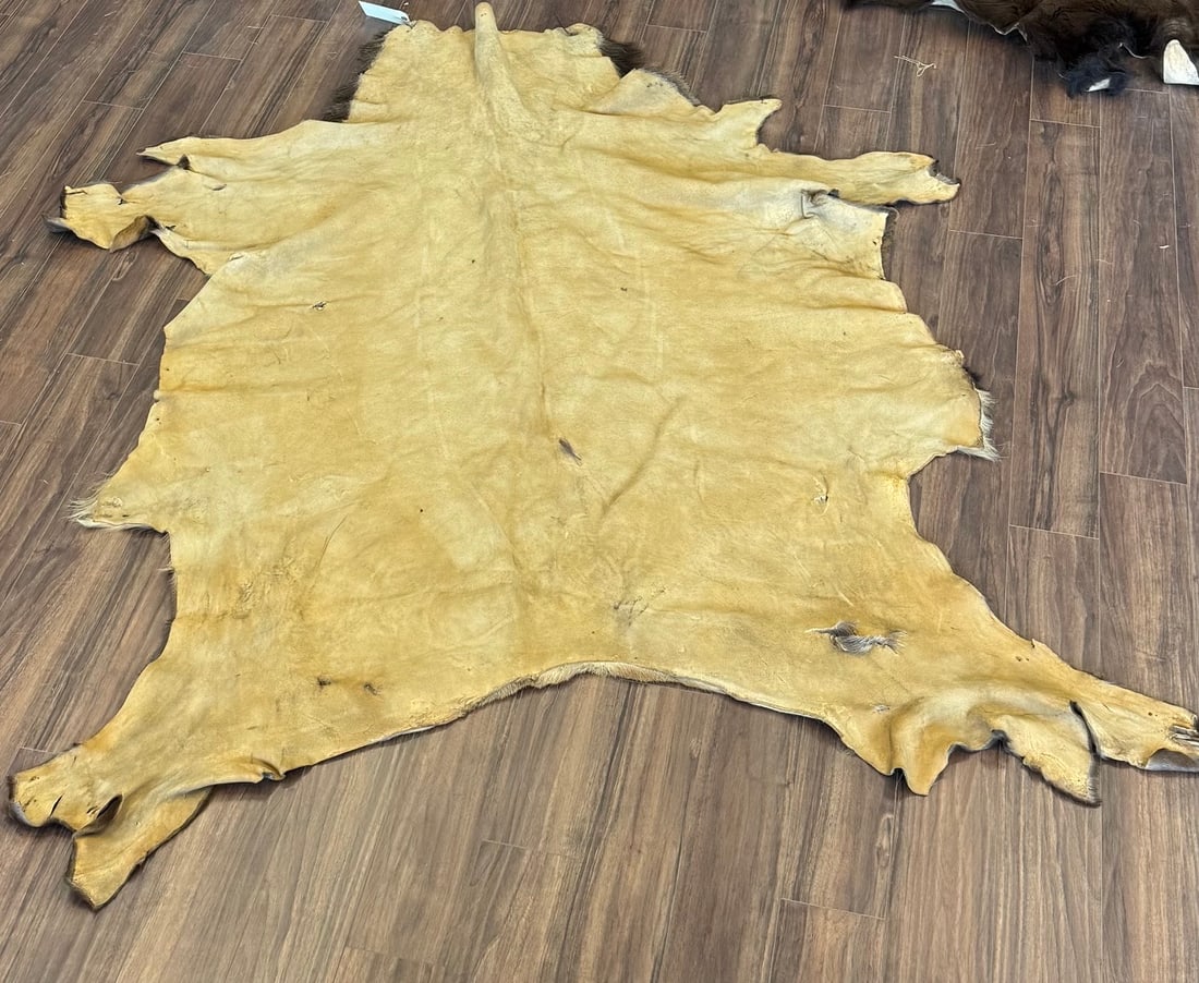BEAUTIFULLY TANNED, LARGE ELK HIDE: BEAUTIFULLY TANNED, LARGE HAIR-ON ELK HIDE.THE HIDE DISPLAYS A CLEAR, DARK, COARSE SPINAL STRIPE RUNNING DOWN THE CENTER BACK AND DARK BREECHING MARKS AROUND THE RUMP AREA. HIDE DOES HAVE MULTIPLE HOL