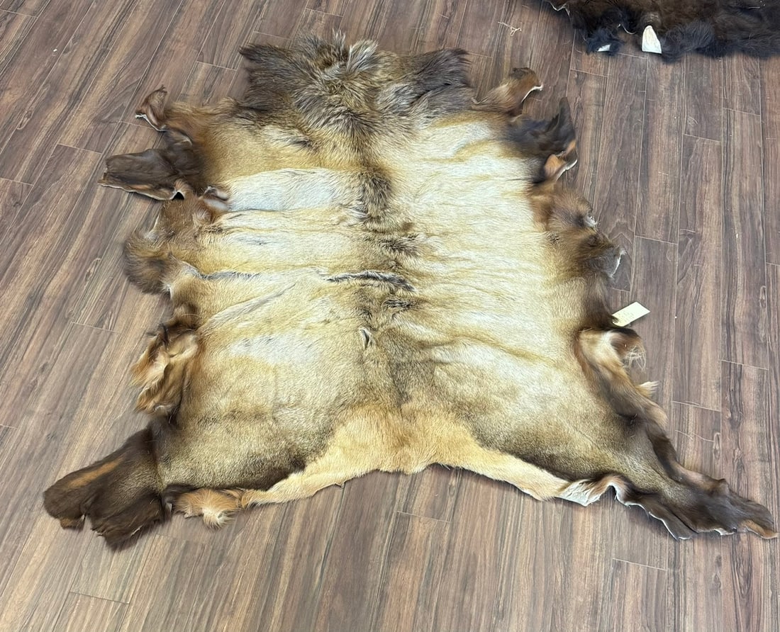 BEAUTIFULLY TANNED, LARGE HAIR-ON ELK HIDE: BEAUTIFULLY TANNED, LARGE HAIR-ON ELK HIDE.DISPLAYS A CLEAR, DARK, COURSE SPINAL SRIPE DOWN THE CENTER OF THE BACK.THE LIGHT TAN, YELLOWISH-GOLD BODY COLOR IS HIGHLY INDICATIVE OF AN ELK TAKEN IN IT'S