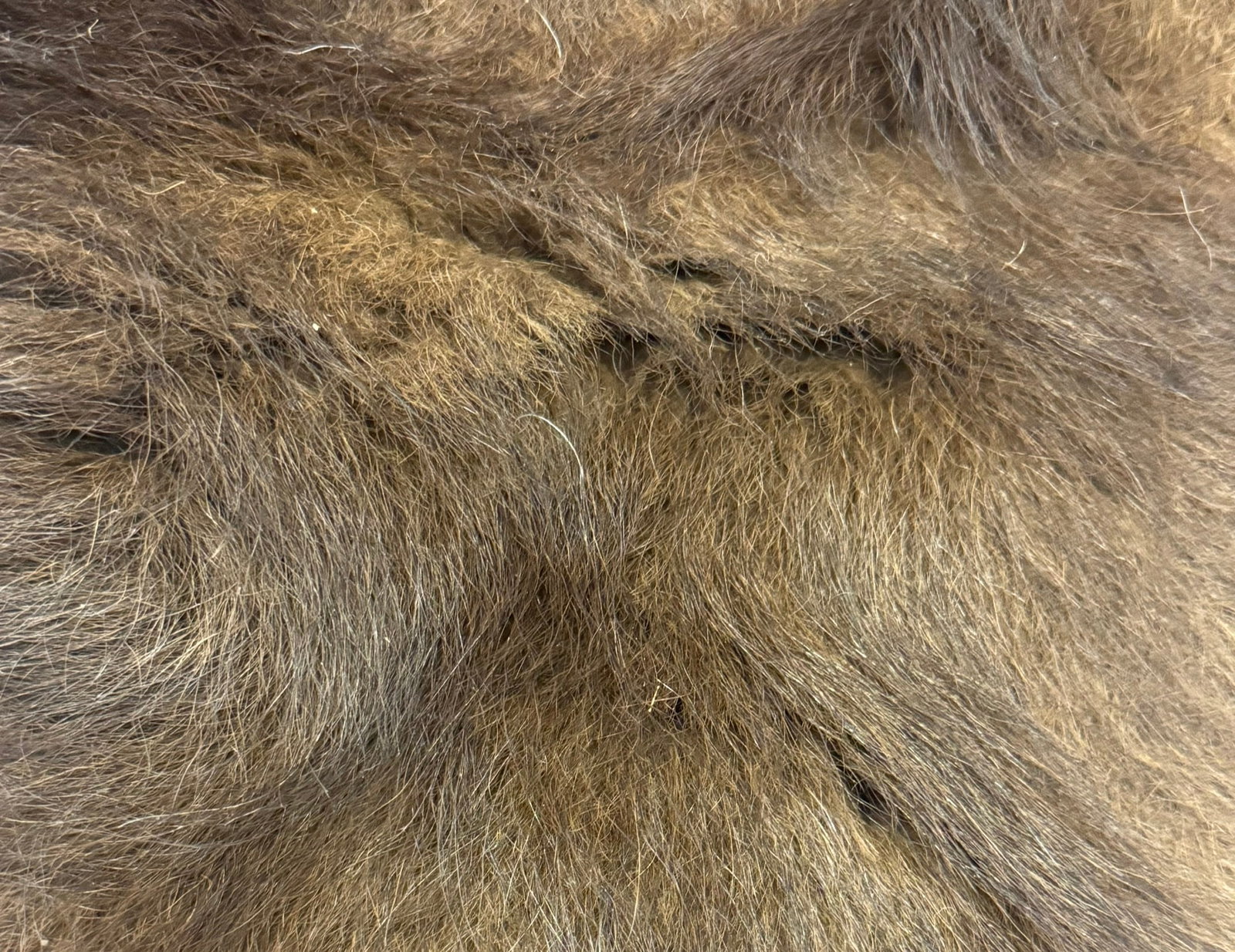BISON (BUFFALO) HIDE - 2