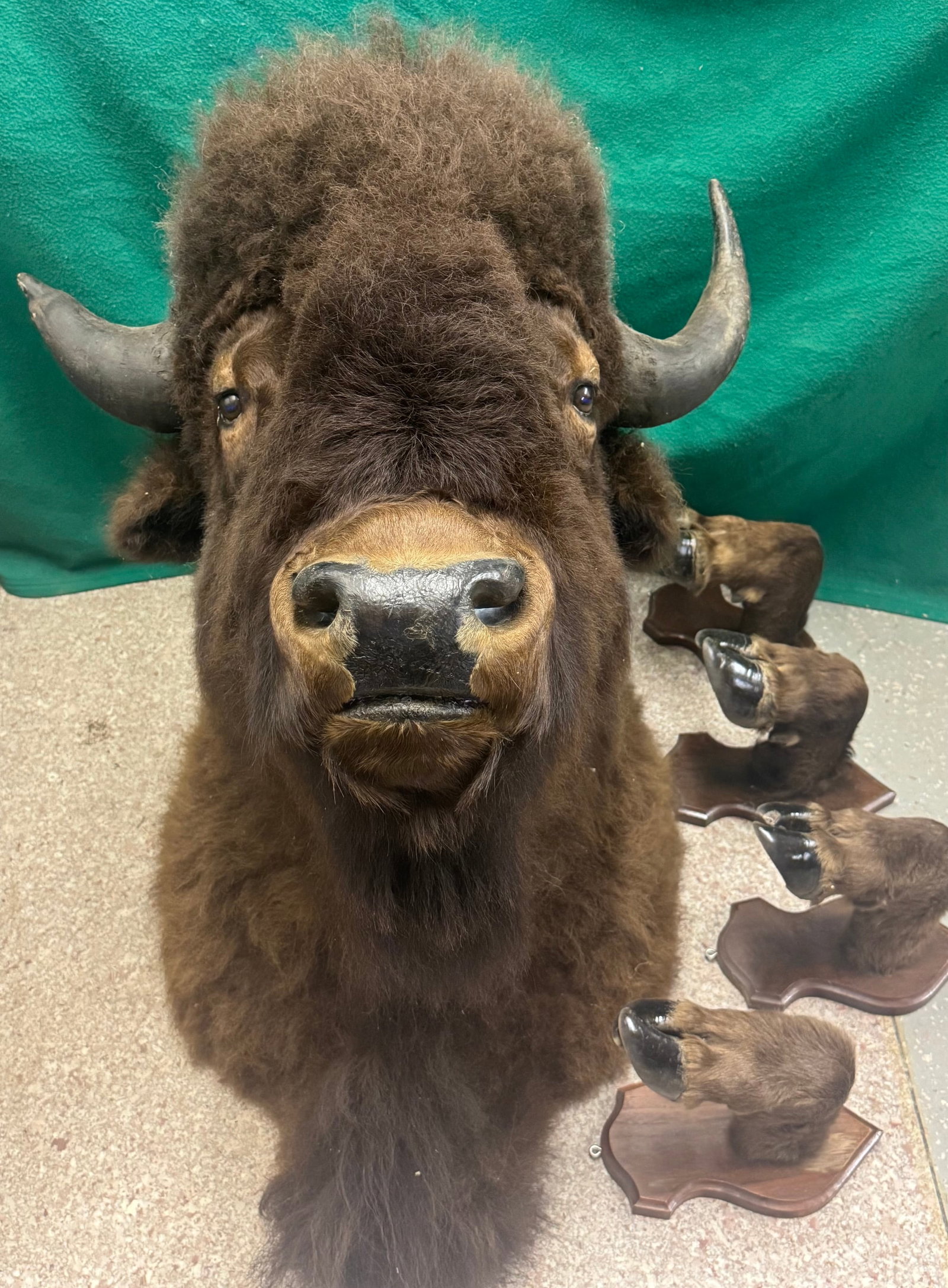 TAXIDERMY BISON WITH A SET OF HOOFS: TAXIDERMY BISON WITH A SET OF HOOFS ON INDIVIDUAL PLAQUES.BISON'S APPROX SIZE 42"H X 27"W X 39" DEPTH.PLAQUES ARE 6' X 11.5" PROVENANCE: ESTATE OF DOUG DIVISH NORTH EAST OHIO