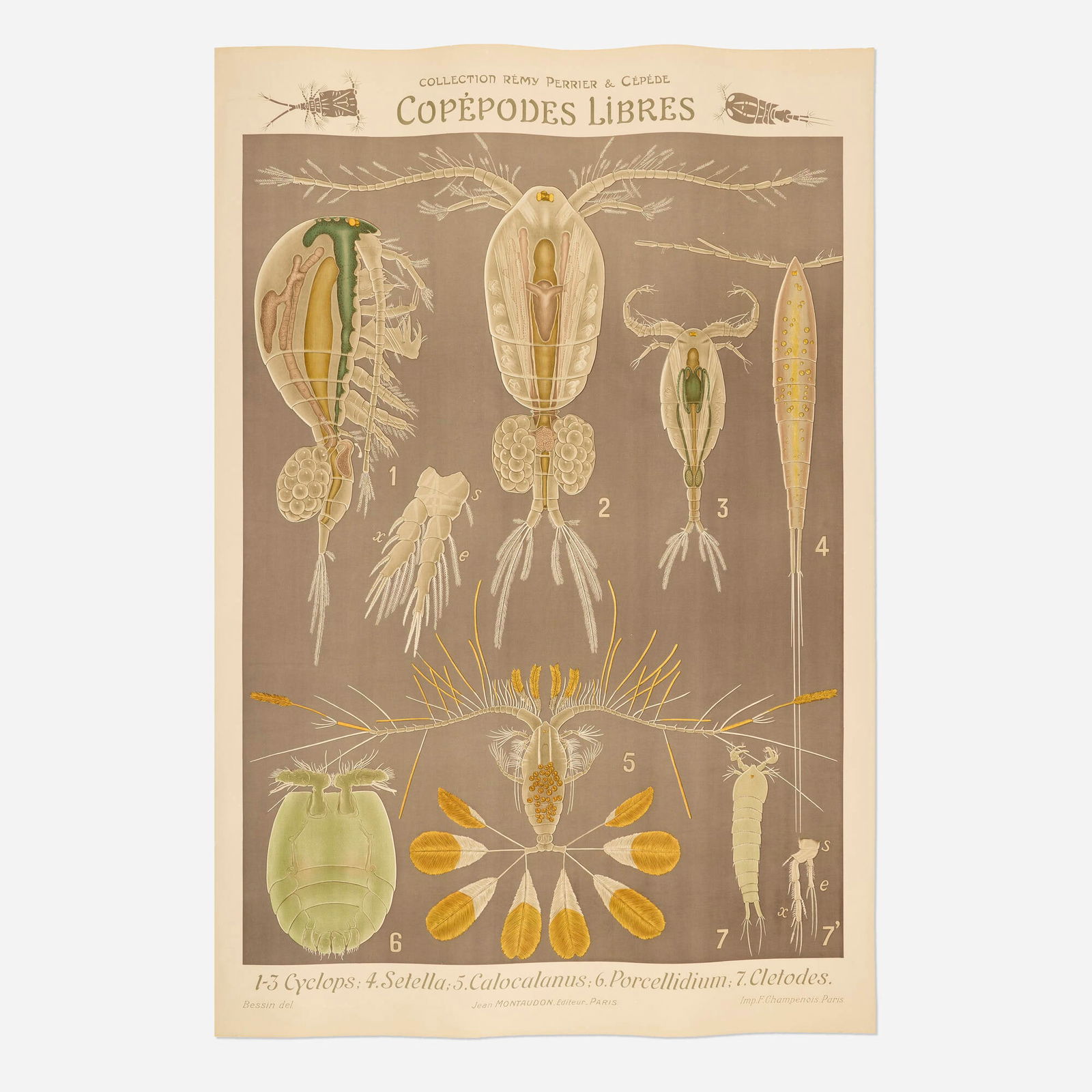 Remy Perrier and Casimir Cepede, Copepodes Libres vintage poster: Remy Perrier and Casimir Cepede Copepodes Libres vintage poster c. 1917-23 offset lithograph in colors 61 h x 41 w in (155 x 104 cm) In 1911, publisher Jean Montaudon took over the Auzoux