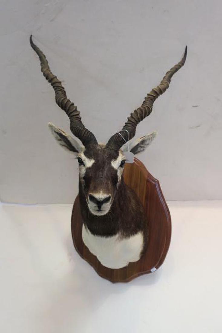 Blackbuck Antelope Taxidermy Mount: (1 of 5)