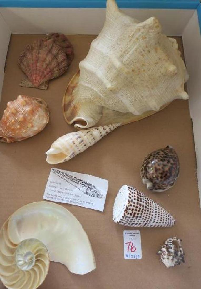 Collection of Exceptional Sea Shells:: Collection of Exceptional Sea Shells: !/2 of Nautilus Showing Interior Detail, Various Sized Conch Shells, Orthocerus Shell, Spiral Shell, Scallops, Large Cowrie. Great Starter Set for the budding Mar