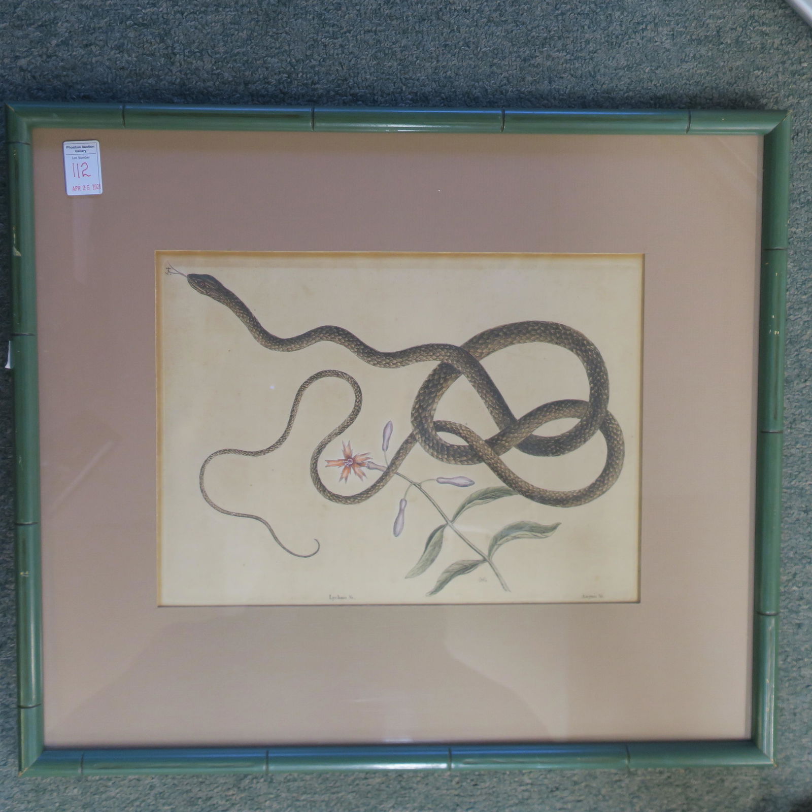 After Mark Catesby Coach Whip Snake Engraving:: After Mark Catesby Coach Whip Snake Engraving: English Naturalist, 1679-1749, Spent Years in VA Based with Sister in Williamsburg. Self Taught Artist. Hand Colored Engraving from Vol. 2, Plate 54 of N