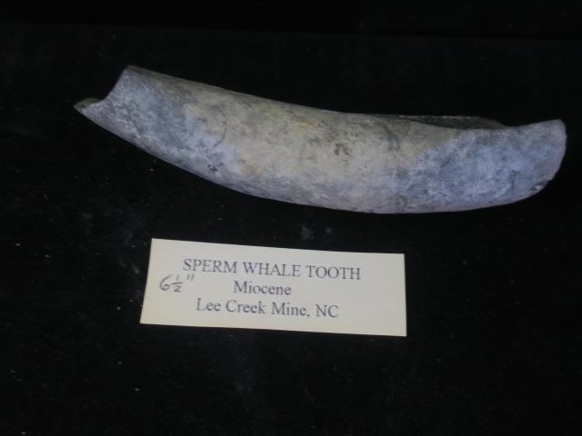 Fossil Sperm Whale Tooth, 5 1/4" Long:: Fossil Sperm Whale Tooth, 5 1/4" Long: Found at Lee Creek Mine, North Carolina (100-200)