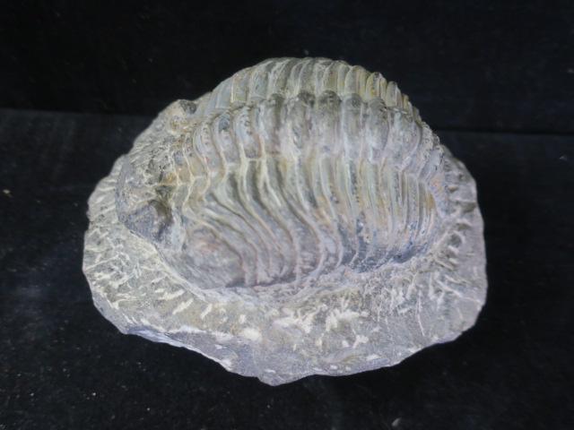 Very Nice TRILOBITE Fossil, Devonian Period: (1 of 3)