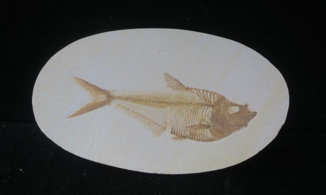 Fossil Fish, Tertiary Period, 50 Million Years Ago: (1 of 3)