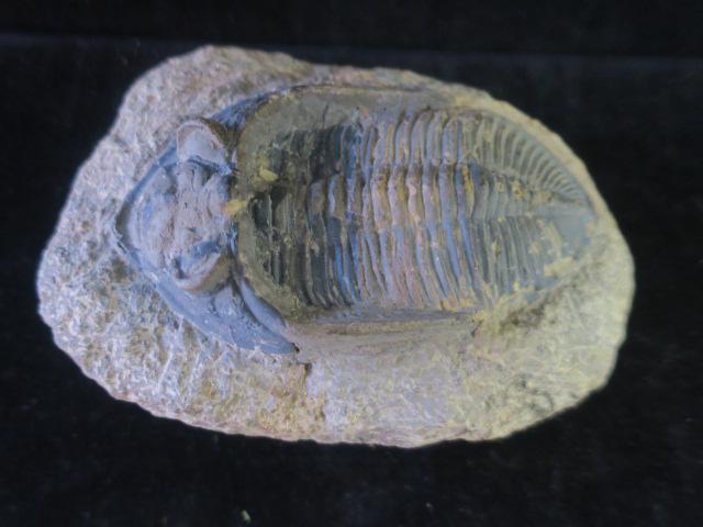 Very Nice Trilobite, Odontochile Spiniferum Fossil: (1 of 3)